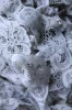 Кружево КУП-0023 2