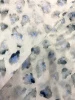 Курточная ткань ЛЕОПАРДОВЫЕ ПЯТНЫШКИ серо-голубые на сером
