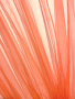 Фатин однотонный "Коралл" 50см. ткань